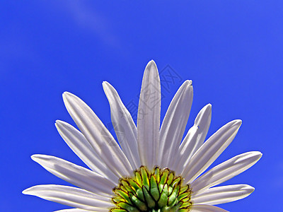 蓝色背景的天轮花朵图片