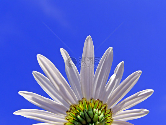 蓝色背景的天轮花朵图片