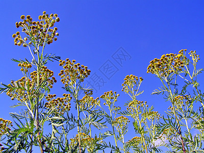 背景蓝天上的黄色花朵Name场景季节天气蓝色牧场植物生长风景草本植物草地图片
