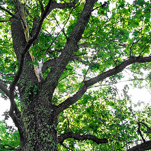 橡树的分支宏观植物叶子绿色反射树叶皮层生长环境橡木图片