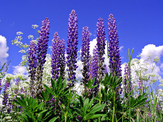 野外的松木花朵植物群植物学紫色蓝色花园花瓣荒野床单生物学图片