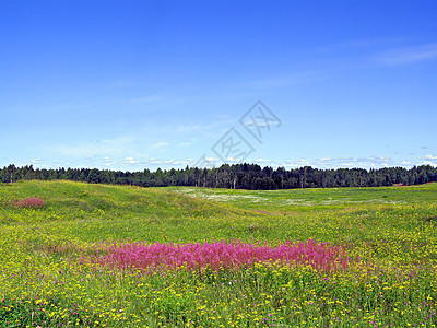 田地花朵紫丁香草地空地植物群蓝色植物晴天牧草天气国家图片