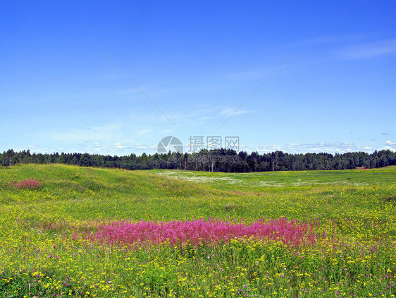 田地花朵紫丁香草地空地植物群蓝色植物晴天牧草天气国家图片