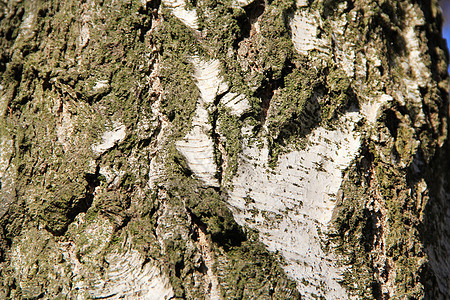 树皮纹理木头桦木植物生长木材背景图片