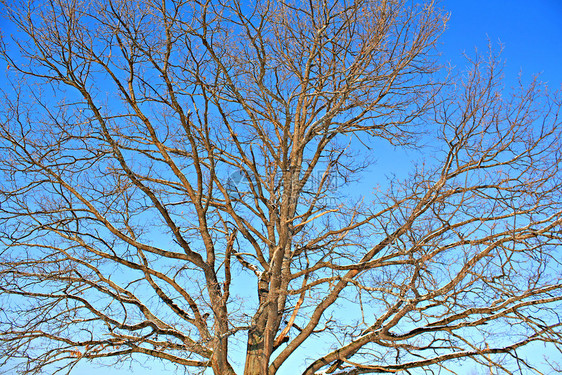 橡木的树枝孤独分支机构农村衬套森林气候木头环境木材皮层图片