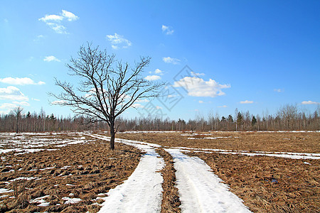 雪雪路农村草地衬套场地蓝色森林树叶天空寒意气候图片