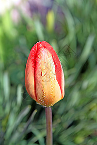 郁金tullip钥匙收藏团体宏观绿色紫色花束花瓣花朵粉色图片