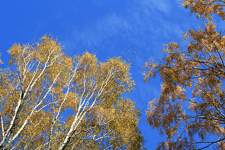 秋树之冠蓝色树叶天空黄色背景图片