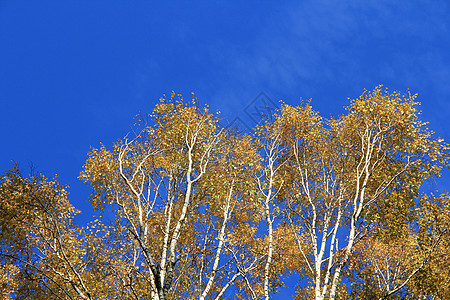 秋树之冠黄色树叶蓝色天空背景图片