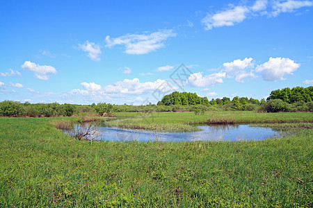 田间河岸上百合风景荒野蓝色场地草本植物植物群远景生态天空图片