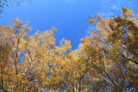 秋树之冠蓝色天空黄色树叶背景图片