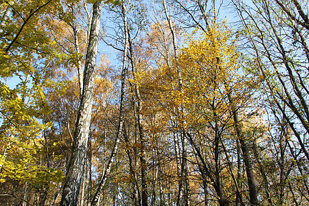 秋树之冠天空树叶黄色蓝色背景图片
