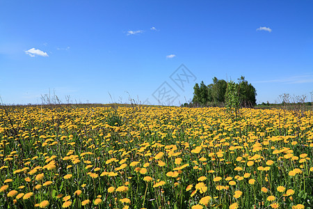田野露地蜜蜂草地宏观生长天堂风景植物农场动物花瓣图片