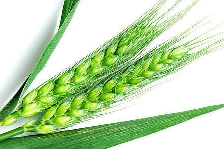 绿小麦耳朵稻草谷物玉米季节收成培育生长粮食种子营养图片