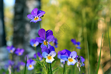 现场的紫外线宏观公园花束植物学场地蓝色生长荒野园艺花园图片