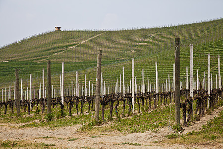 巴尔贝拉葡萄园     意大利农场国家植被农村栽培场地葡萄园农业葡萄植物图片