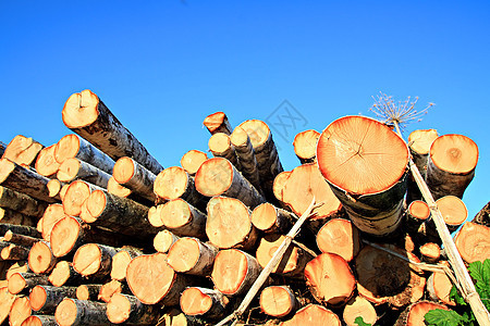 锯树薪柴森林主食材料记录碎片资源日志树干木材图片