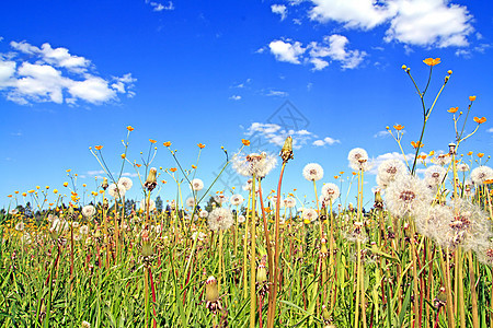 田野露地植物学场景蓝色杂草植物草本植物草地自由生长生活图片