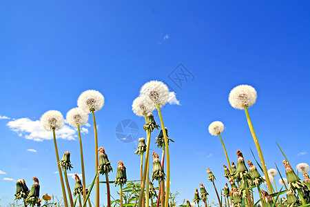 田野露地生长繁荣草本植物草地柔软度天空植物学蓝色脆弱性植物图片