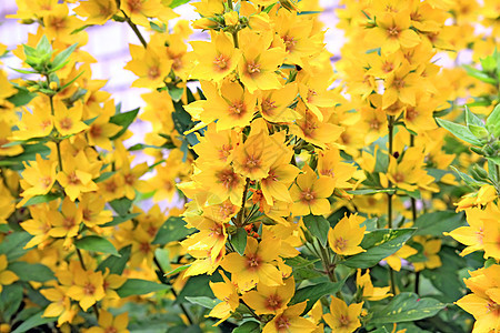 黄黄花草地草本植物床单鲜花植物学季节美丽植物生长场景图片