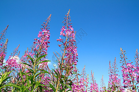 田野上花朵地面植物群草地紫丁香淡紫色国家晴天生长蓝色天气图片
