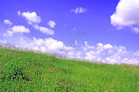 田间药草风景农业草本植物牧场环境蓝色爬坡场地叶子阳光图片