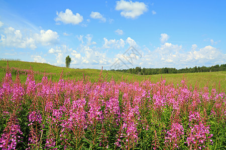 田野上花朵紫丁香牧草植物群农村国家天气草本植物生长草地荒野图片