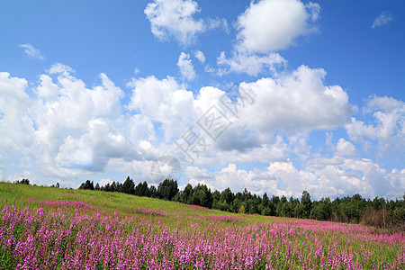 田野上花朵晴天紫丁香环境天空草本植物地平线天气空地地面蓝色图片