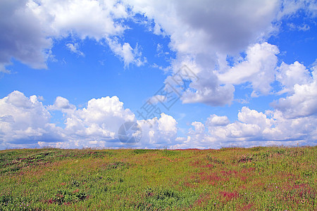 田间药草天空叶子风景环境荒野阳光场地蓝色云景自由图片