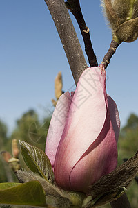 粉红花生长宏观植物学环境生物学花瓣园艺花园生态植物图片