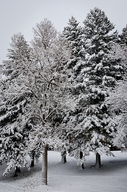 美国蒙大拿州博泽曼林德利公园雪覆盖树木松树季节性云杉森林城市季节针叶树公园风景图片