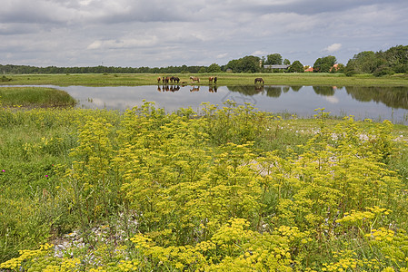 草地里的马匹农村山萝卜池塘哺乳动物国家场地动物湿地乡村图片