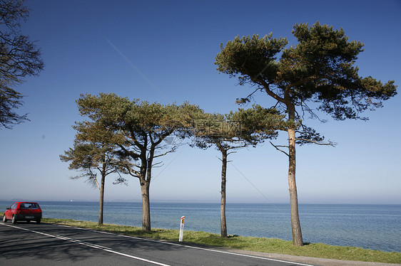 沿海岸驾驶松树交通速度运动水平树木海岸线基础设施晴天阳光图片