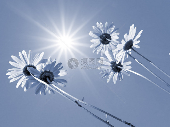 驴轮草本植物牧草生长荒野草地蓝色植物甘菊农村土地图片