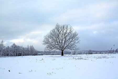 雪树下积雪衬套蓝色草地环境森林木材季节阴影孤独场地图片