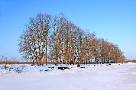 雪树下积雪木头天气松树仙境冻结旅行季节公园蓝色风景图片