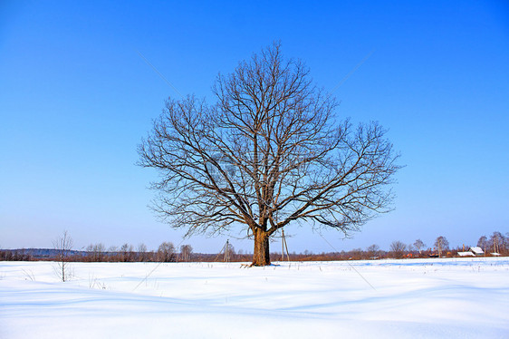 冬季田地的橡树木材森林衬套树叶环境农村橡木天空草地分支机构图片