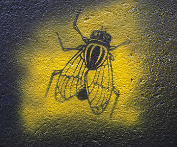 飞在墙上生活昆虫建筑学艺术现实漏洞犯罪图片