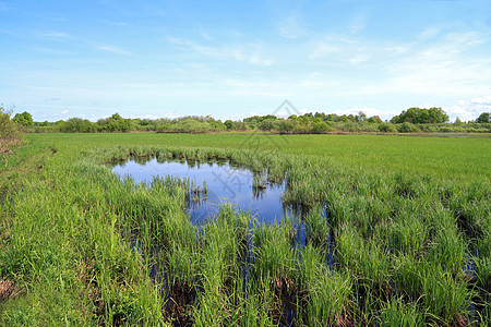 春天草原上的小湖生长草地场地生态支撑环境远景公园反射植物群图片