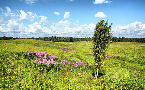夏季外地地面淡紫色紫丁香环境荒野生长草本植物国家农村空地图片
