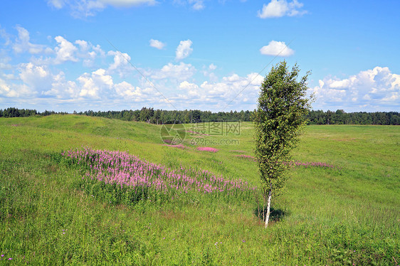 夏季外地草本植物蓝色农村植物群草地植物晴天地平线生长环境图片