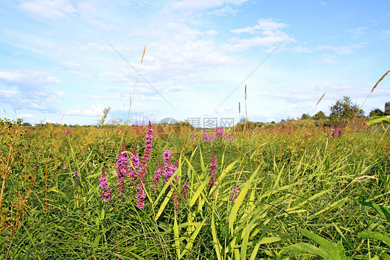 田间药草蓝色农村植物地平线花瓣天气晴天荒野淡紫色牧草图片