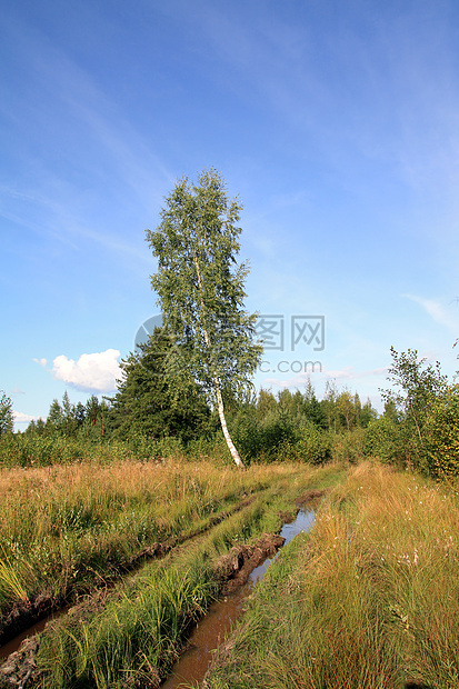 农村公路附近桦木树木旅行草本植物荒野空气场景车道缠绕环境图片