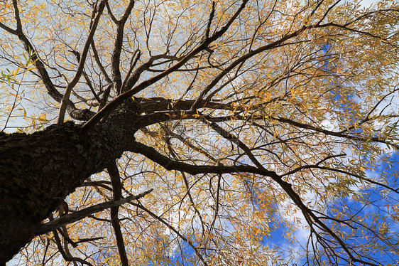 秋树黄色叶子阳光季节蓝色水平金子树木风景橡木图片