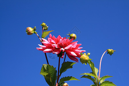 达利亚植物花店园艺叶子植物群花粉花瓣生长花园蓝色图片