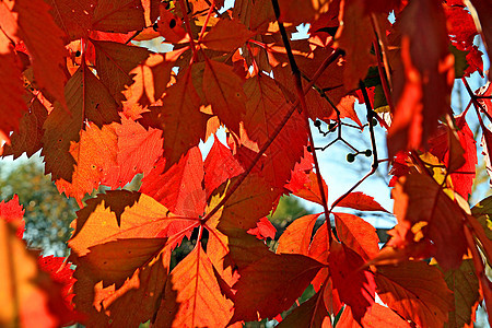 红色秋季表图片