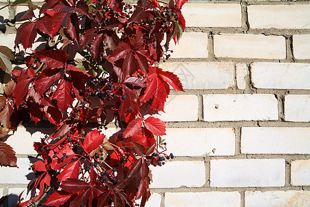 砖墙上的野葡萄风格石头床单建筑学城市棕褐色团体植物乡村染料图片