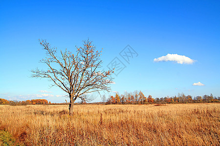 秋天的橡树田草地季节蓝色天空分支机构场地阴影树叶气候橡木图片