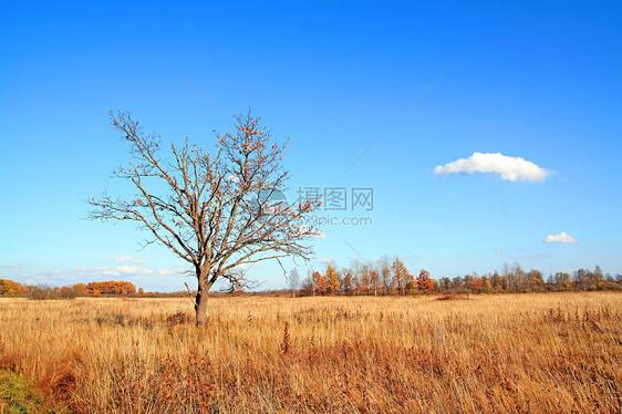 秋天的橡树田草地季节蓝色天空分支机构场地阴影树叶气候橡木图片
