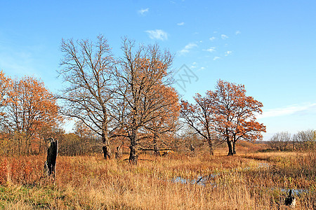 小河附近的秋天橡树图片